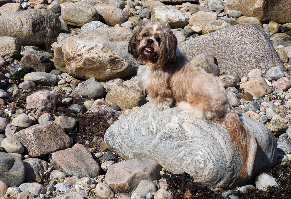 фото "Oskar at the beach" метки: природа, портрет, 