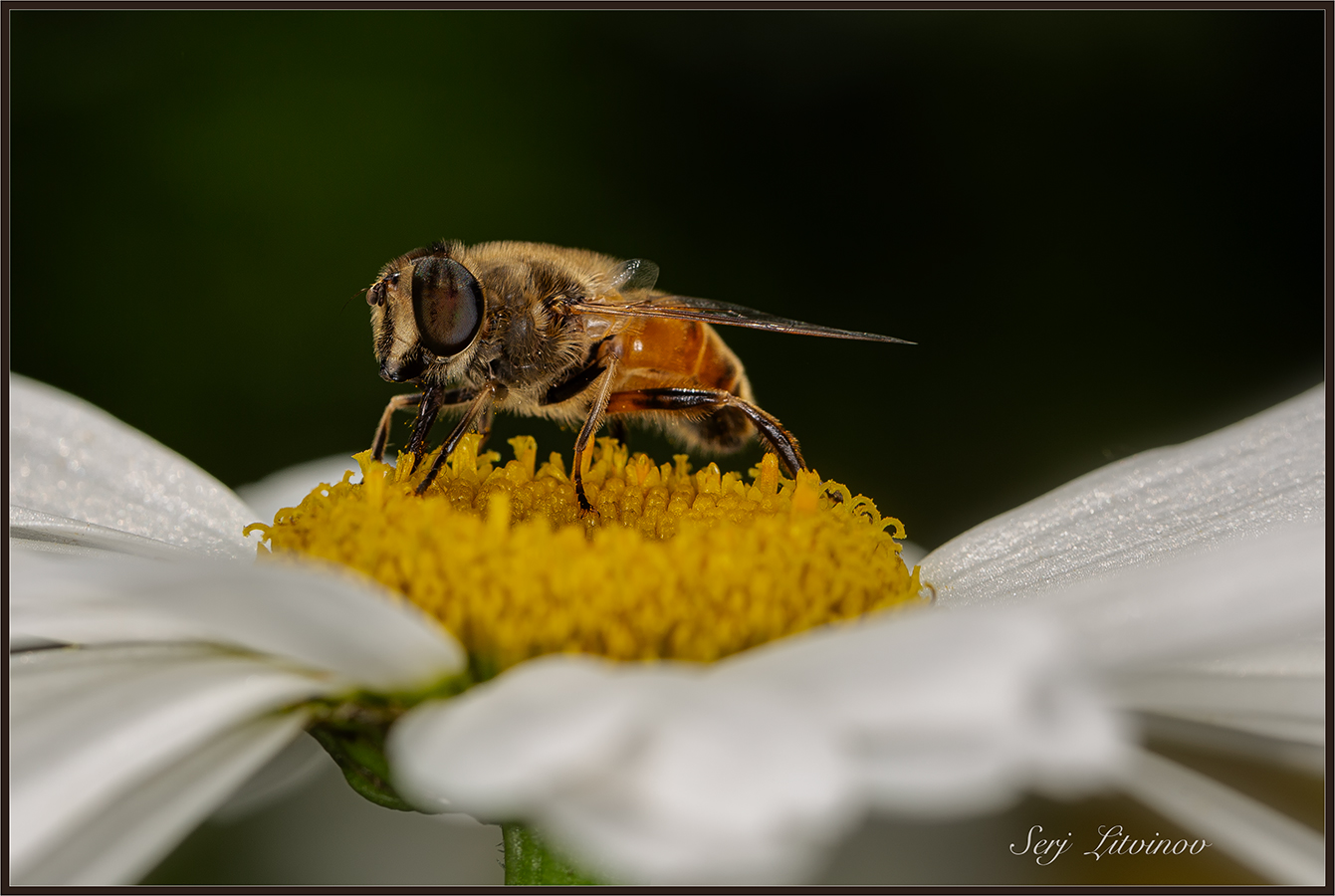 photo "***" tags: nature, 