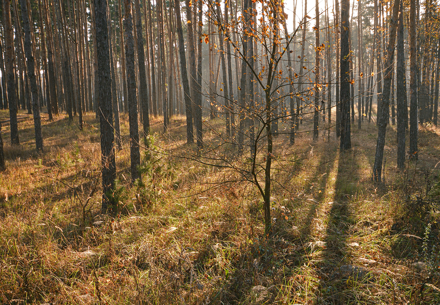 photo "***" tags: landscape, 