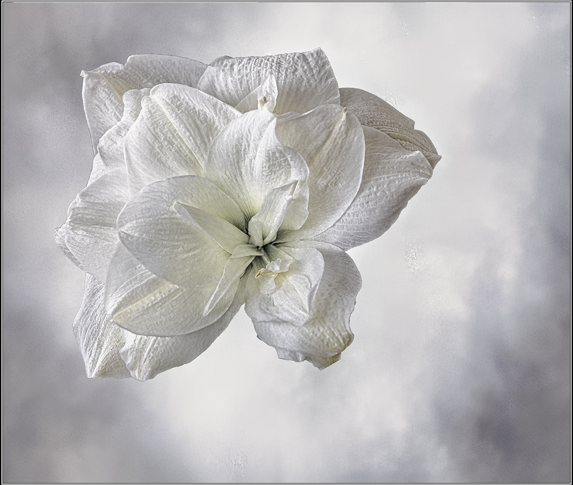 photo "Double amaryllis" tags: nature, 