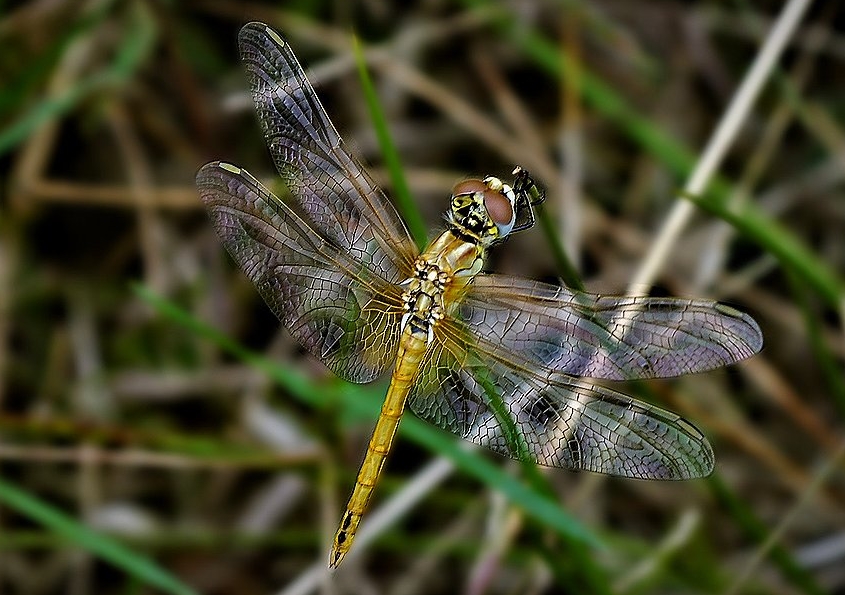 photo "***" tags: nature, macro and close-up, 