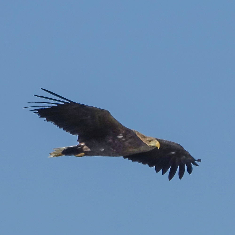 photo "Control flight over the territory" tags: nature, travel, flight, орлан-белохвост
