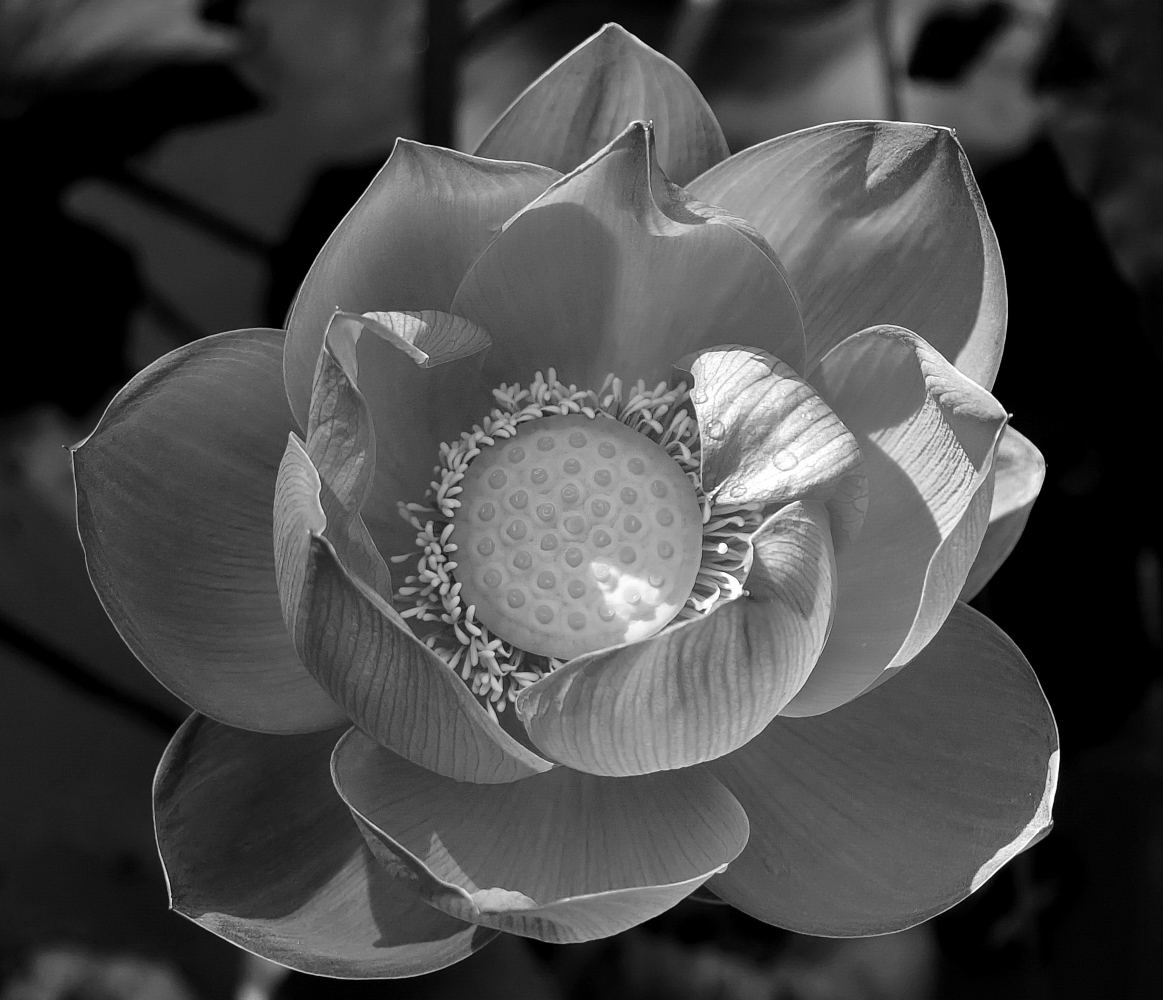 photo "***" tags: black&white, 