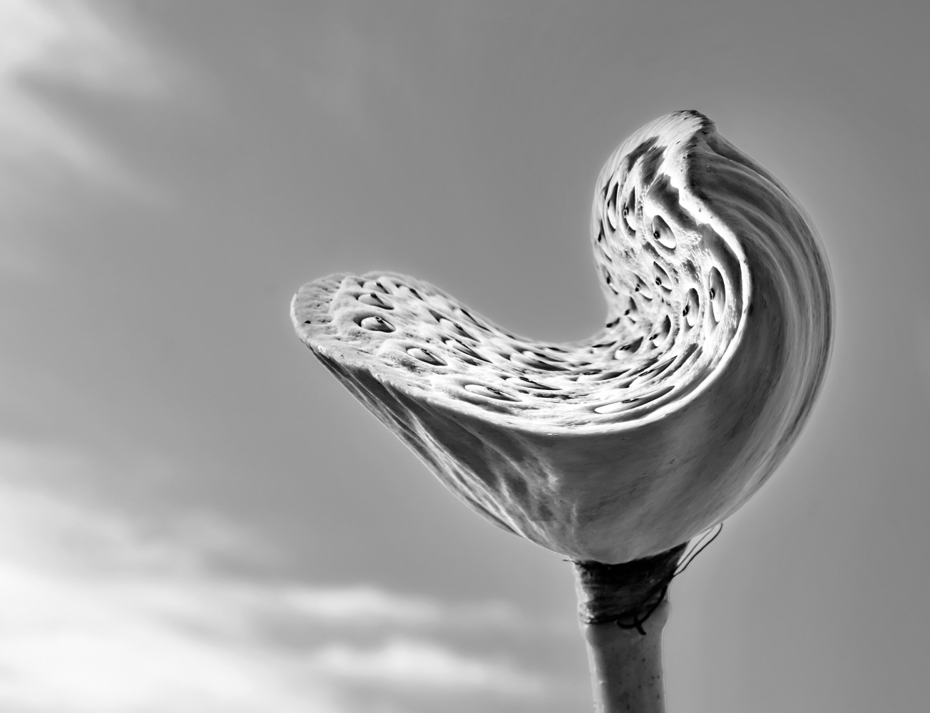 photo "***" tags: black&white, 