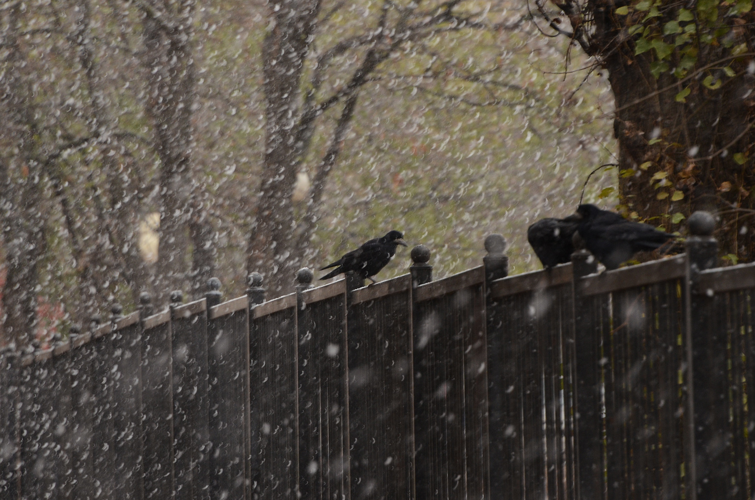 photo "***" tags: nature, 