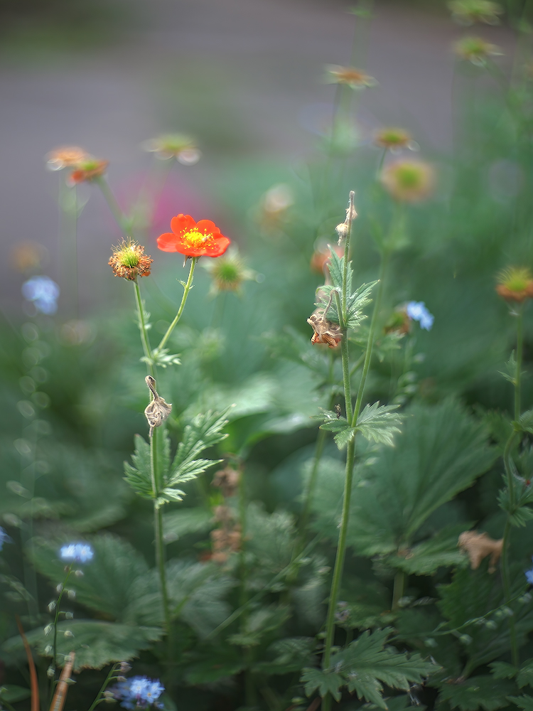 photo "***" tags: nature, macro and close-up, 