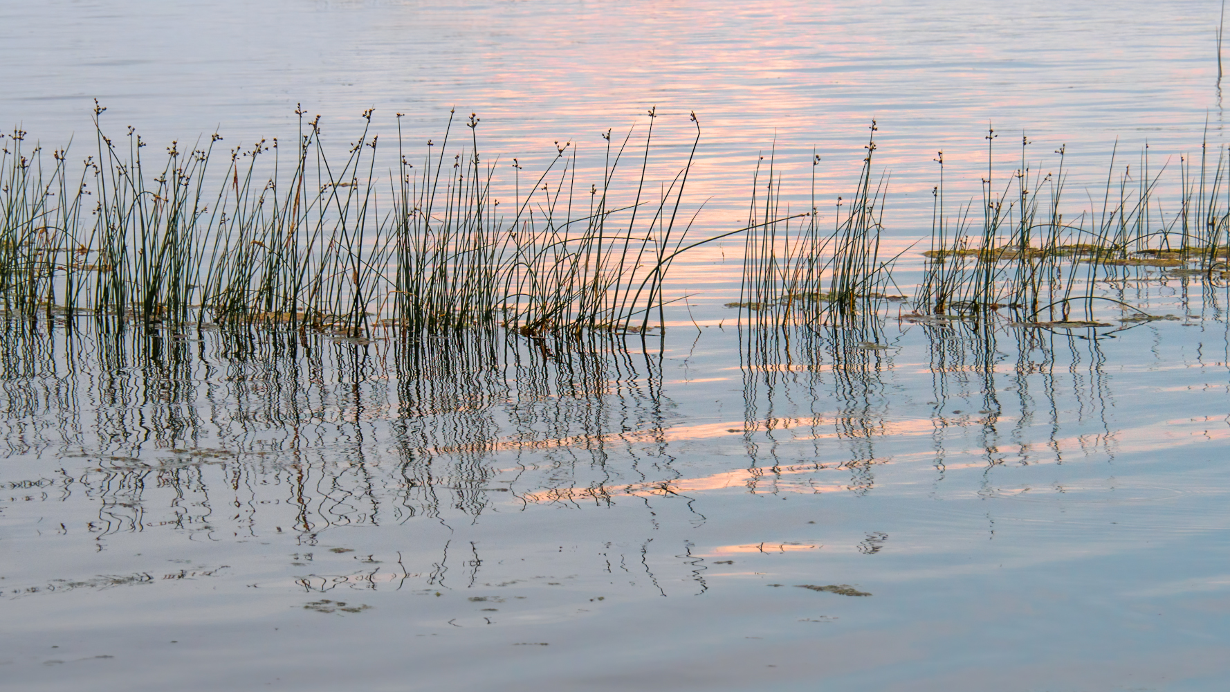 photo "***" tags: nature, 