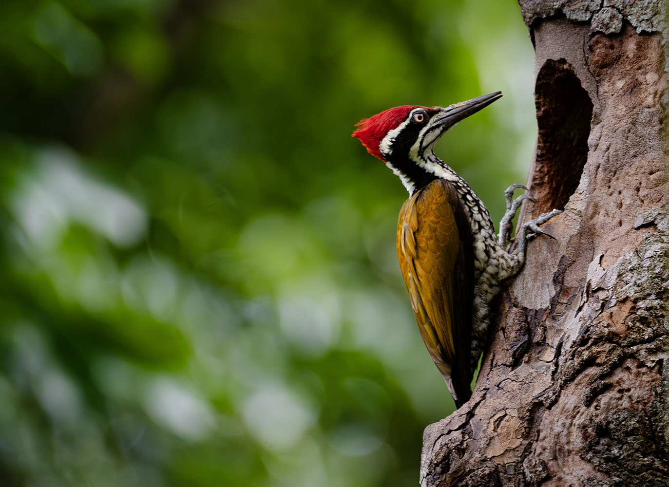 photo "Greater Flameback" tags: nature, Grater Flameback, Wildlife, Woodpecker, birds, nature