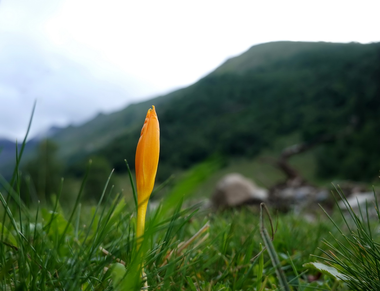 photo "***" tags: nature, macro and close-up, travel, flowers, summer, Кавказ, макро