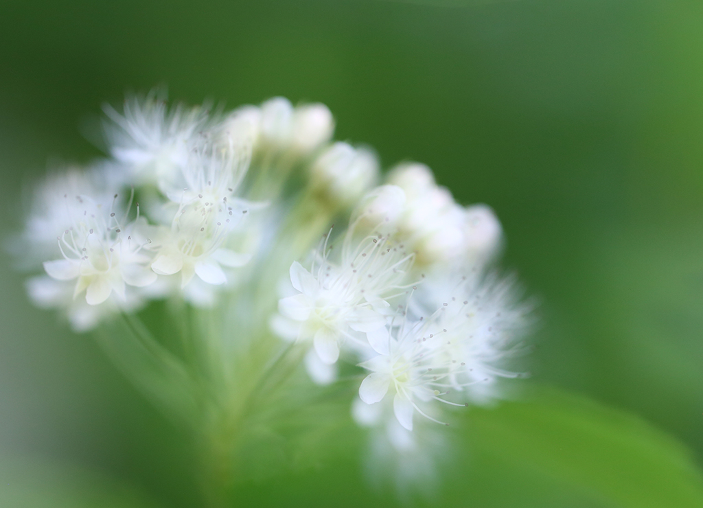 photo "***" tags: nature, 