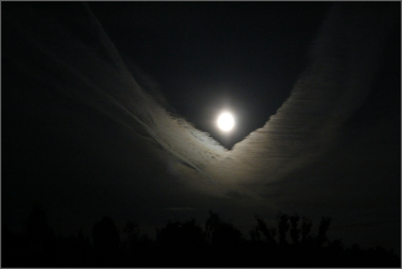 photo "Night bird" tags: landscape, nature, 