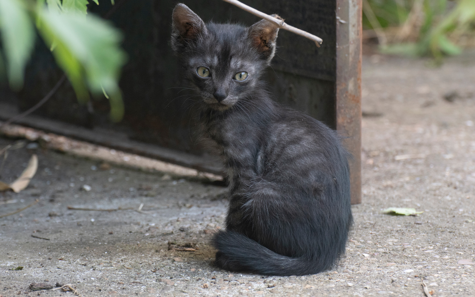 photo "*****" tags: nature, animal cat pet