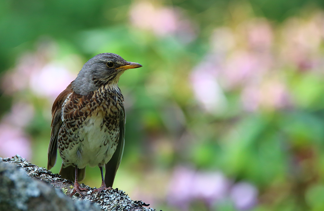 фото "***" метки: природа, 