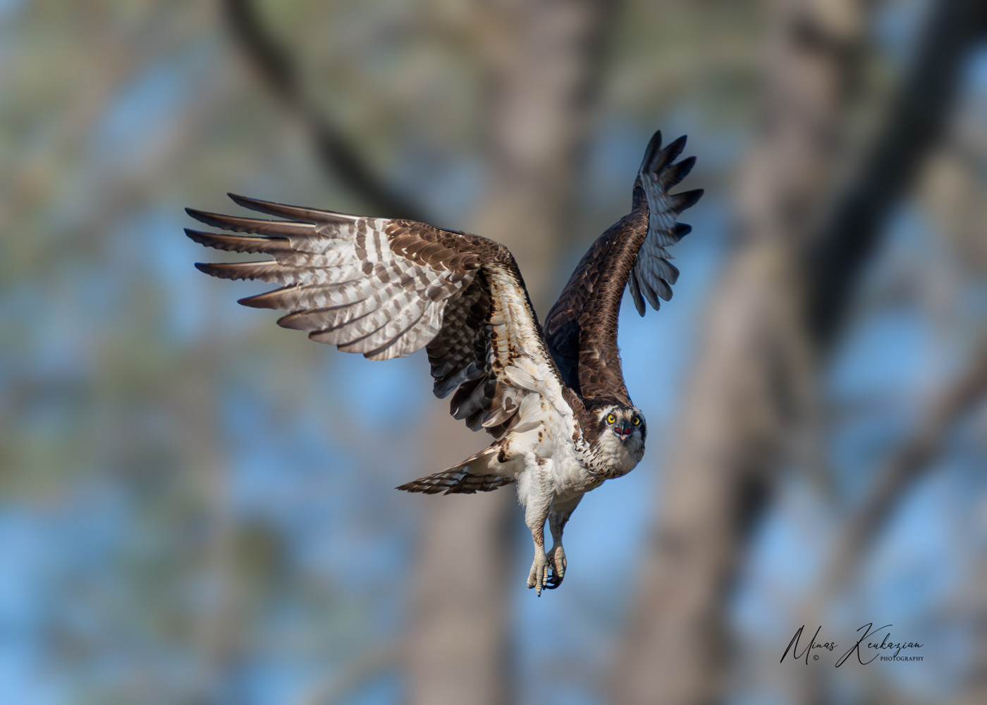 фото "Osprey" метки: природа, 