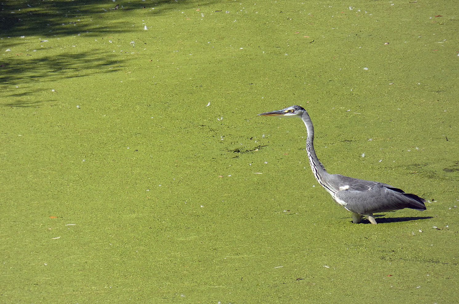 photo "***" tags: nature, wild animals