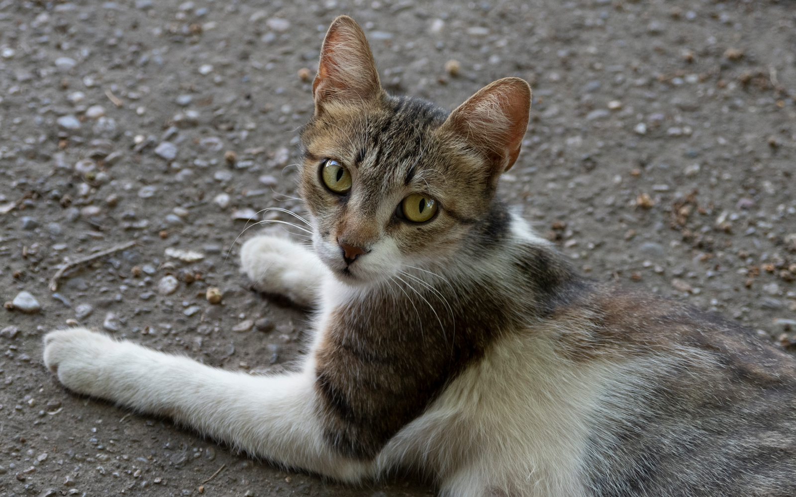 photo "*****" tags: portrait, animal cat pet