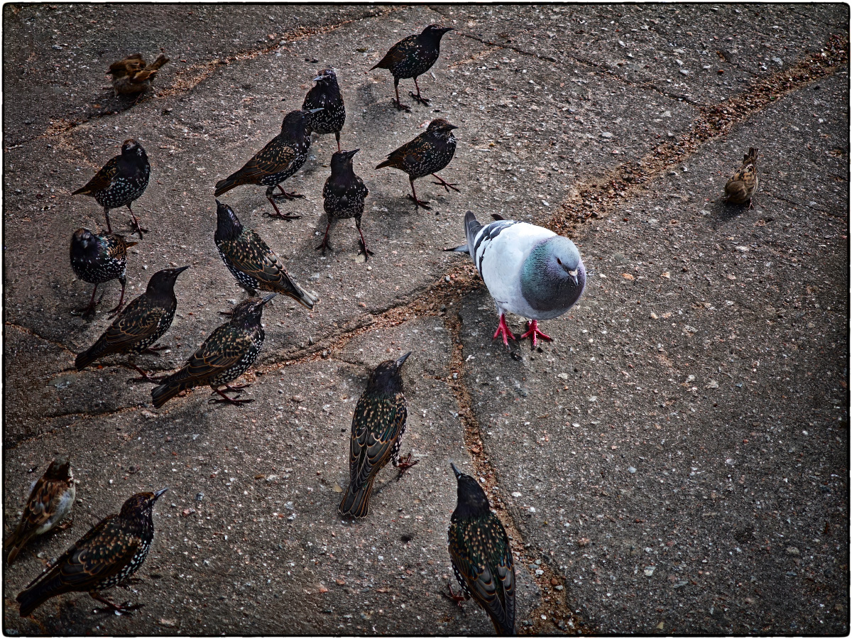 photo "***" tags: nature, humor, 