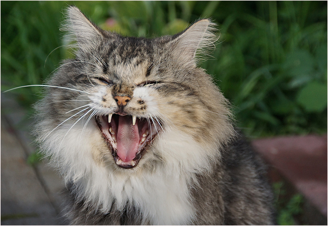 photo "***" tags: nature, humor, 