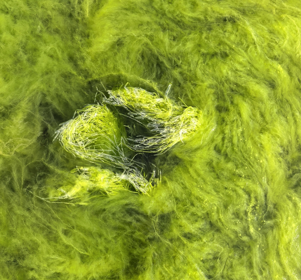 photo "***" tags: travel, underwater, 