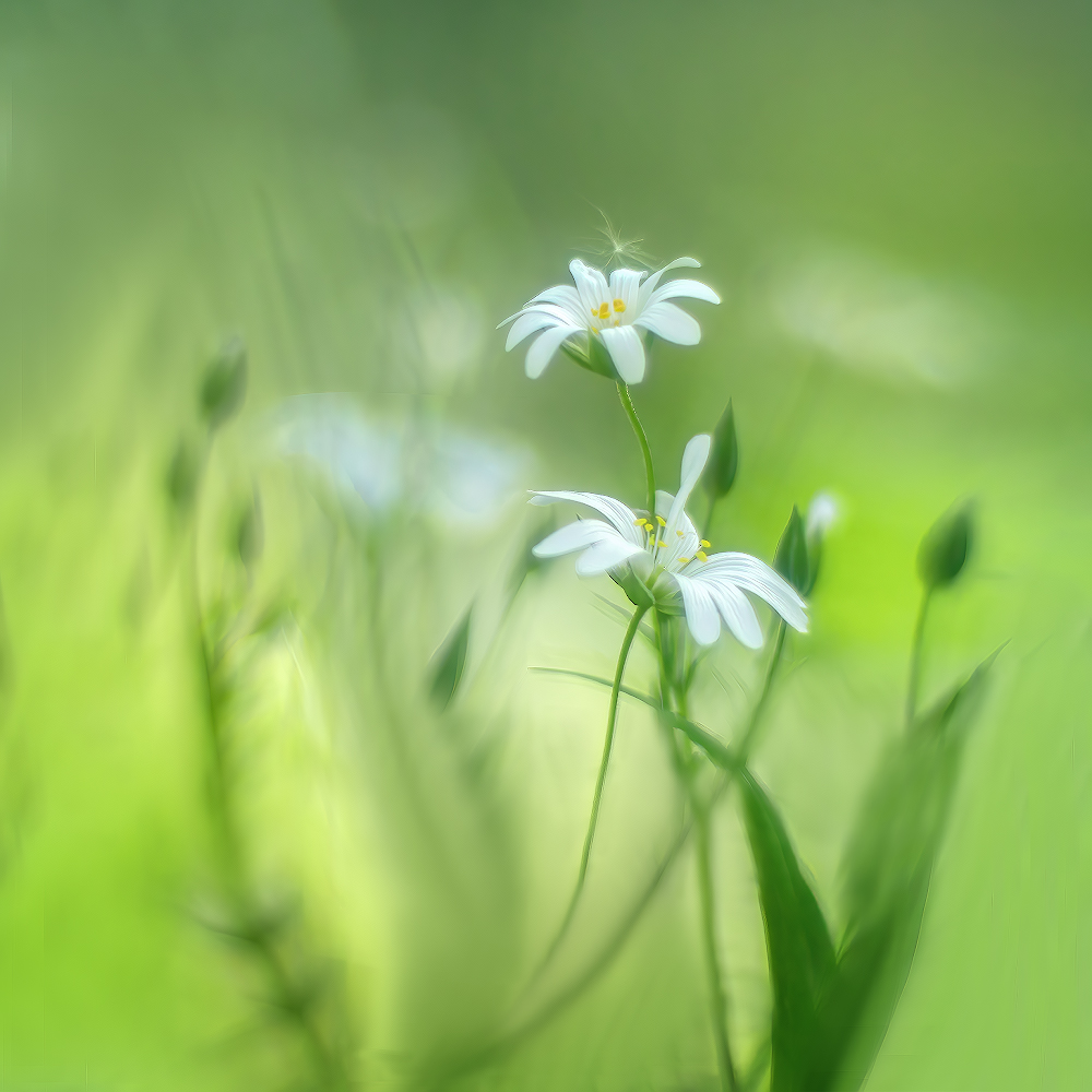 photo "***" tags: macro and close-up, nature, 