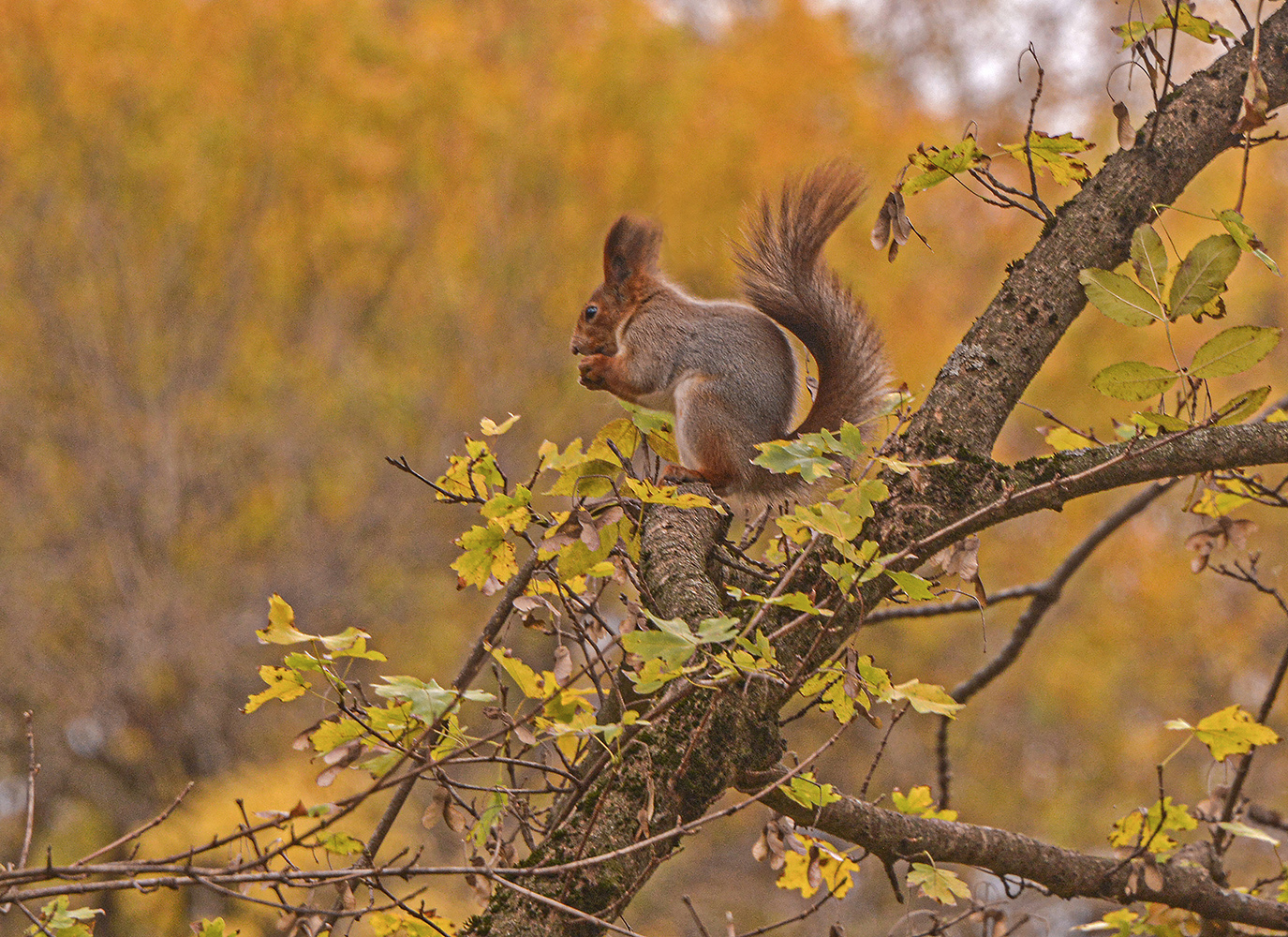photo "***" tags: nature, 