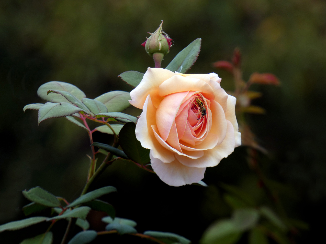 photo "***" tags: nature, flowers