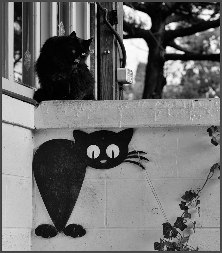 photo "***" tags: black&white, portrait, 