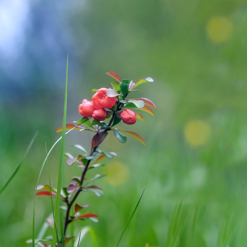 photo "***" tags: macro and close-up, nature, 