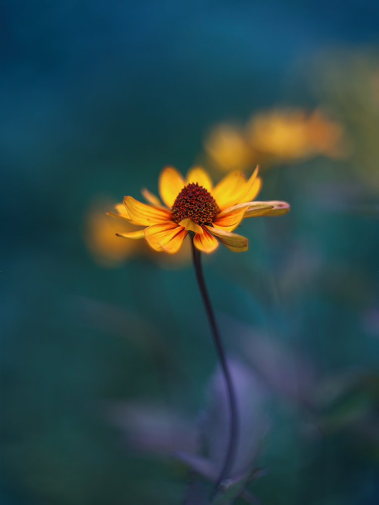 photo "***" tags: nature, macro and close-up, 