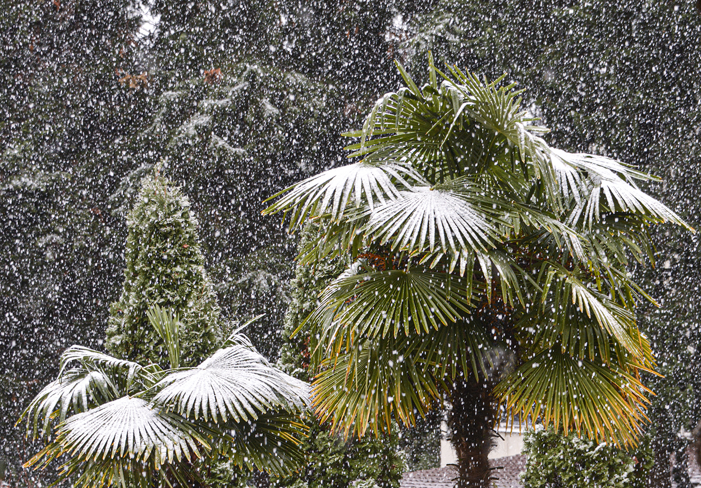 photo "***" tags: nature, 