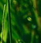 verde crud